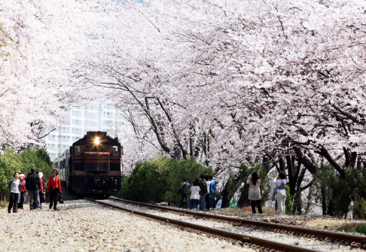진해 꽃철길 벚꽃. /사진=한국관광공사