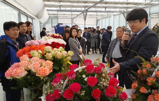 장미 신품종 평가회. / 사진제공=경기도농업기술원