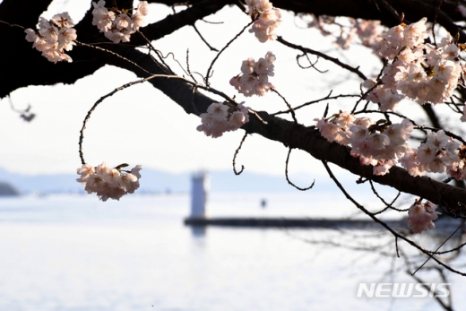 춘분(春分)을 이틀 앞둔 19일 오전 경남 남해군 설천면 한 해안도로가에 봄의 전령 벚꽃이 꽃망울을 활짝 터뜨려 봄소식을 전하고 있다. /사진=뉴시스