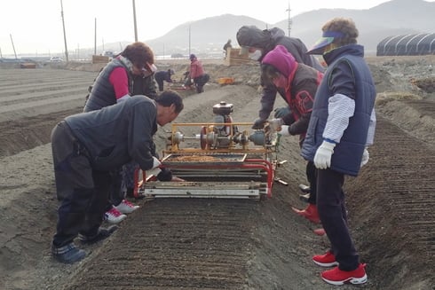 인산묘삼파종/사진제공=강화군청