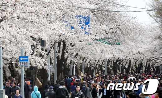 여의도 봄꽃축제. /사진=뉴스1 DB