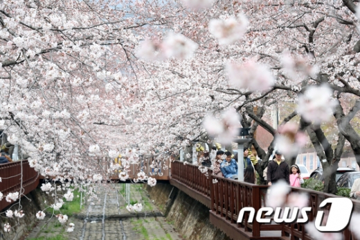 25일 오후 경남 창원시 진해구 여좌천 로망스다리에 벚꽃이 활짝 펴 상춘객들의 시선을 사로잡고 있다. 진해 군항제 축제는 내달 1일부터 10일까지 열린다. /사진=뉴스1