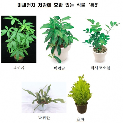 파키라 등 미세먼지 저감에 효과 있는 식물. /사진=농촌진흥청