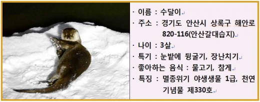 수달. / 자료제공=안산시