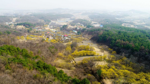 이천 백사산수유축제가 열리는 백사면 일대. / 사진제공=이천시