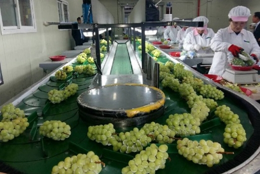 밭작물공동경영체로 선정된 영천농협의 포도. /사진=경상북도 제공.