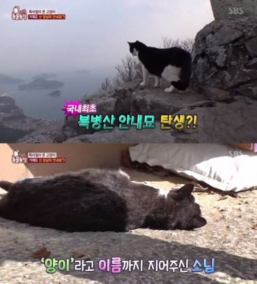 /사진=SBS TV 동물농장 방송화면 캡처