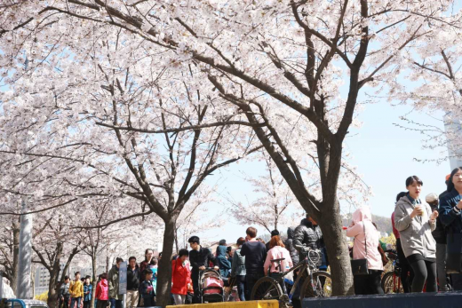 안양시와 안양충훈벚꽃축제추진위원회가 주최하고 안양문화예술재단이 주관하는 '안양충훈벚꽃축제'가 오는 5일 개막해 7일까지 3일간의 일정으로 펼쳐진다. / 사진제공=안양시