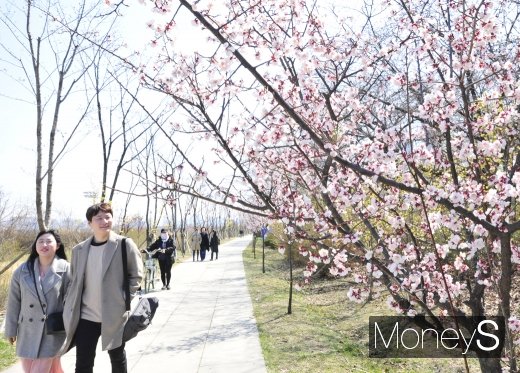 [머니S포토] 꽃샘추위 아랑곳없는 벚꽃놀이
