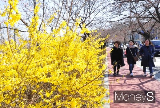 [머니S포토] 샛노랗게 핀 개나리