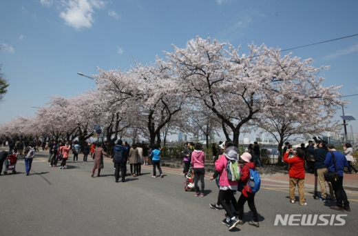 여의도 벚꽃축제. /사진=뉴시스