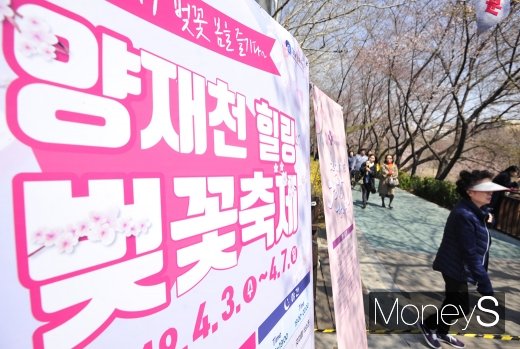 [머니S포토] 양재천 힐링 벚꽃축제 찾은 시민들