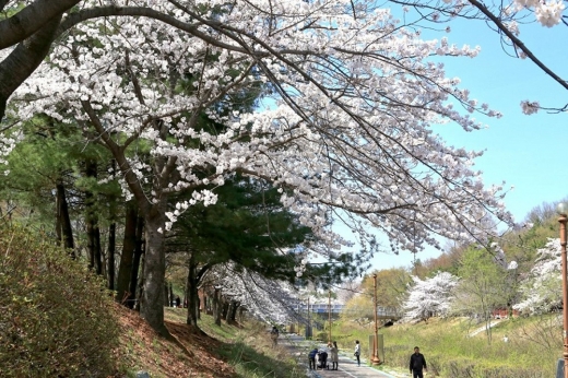성남 벚꽃길 1경 분당구 수내동 중앙공원 분당천변 2㎞ 구간. / 사진제공=성남시