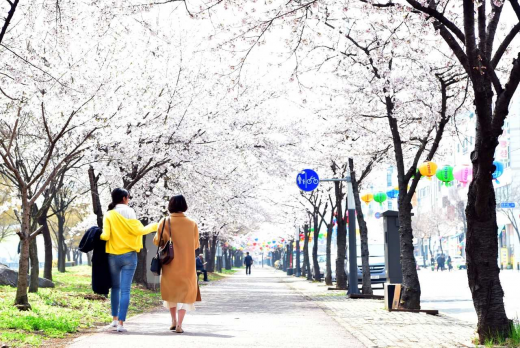 안산시(시장 윤화섭) 곳곳이 분홍빛 벚꽃으로 화사하게 물들었다. 시는 이번 주까지 벚꽃이 절정을 이룰 것으로 전망한다고 11일 밝혔다. / 사진제공=안산시