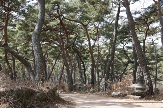 봉곡사 천년의숲. /사진=한국관광공사