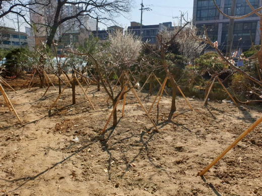 수원시가 시민에게 기증받아 일월공원에 심은 매화나무. /사진제공=수원시