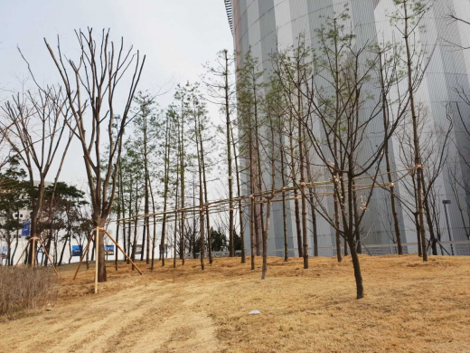 수원시가 시민에게 기증받아 호매실 완충녹지에 심은 스트로브잣나무. / 사진제공=수원시