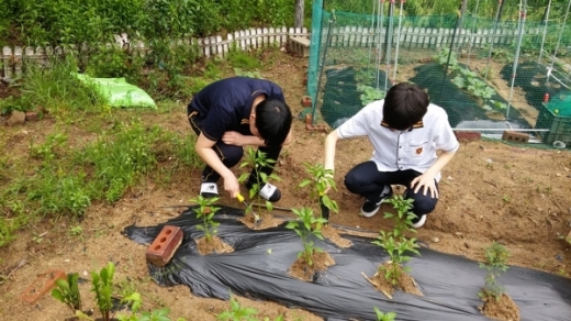 의정부시는 오는 11월까지 관내 초·중·고등학교를대상으로 학교텃밭(스쿨팜) 조성사업을 실시한다. / 사진제공=의정부시