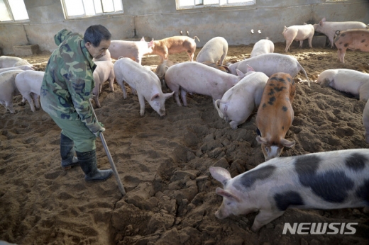 돼지열병. 중국. 세계 최대 돼지고기 소비국이자 생산국인 중국에 번지고 있는 아프리카돼지열병(ASF)로 인해 중국 돼지고기 가격이 올해 70% 이상 급등할 수 있다는 전망이 나왔다. /사진=뉴시스
