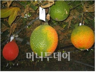 걱. /사진=머니투데이 DB