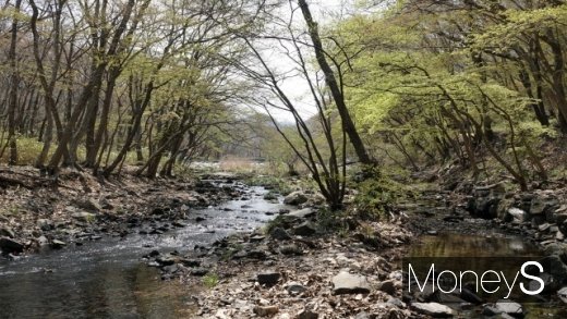 봄 기운이 완연한 도솔천(선운천). /사진=박성기 여행 칼럼니스트