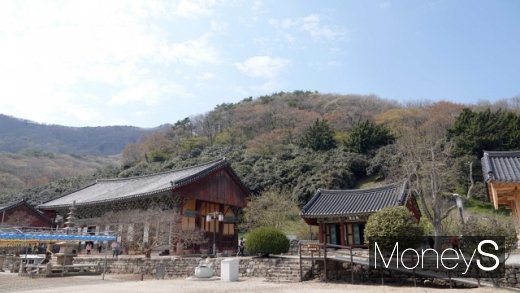 선운사 대웅전. 대웅전 뒷편에 동백꽃이 가득 피었다. /사진=박성기 여행 칼럼니스트