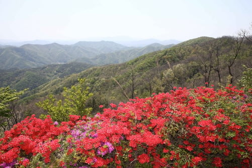 화학산 고산 철쭉/사진제공=화순군