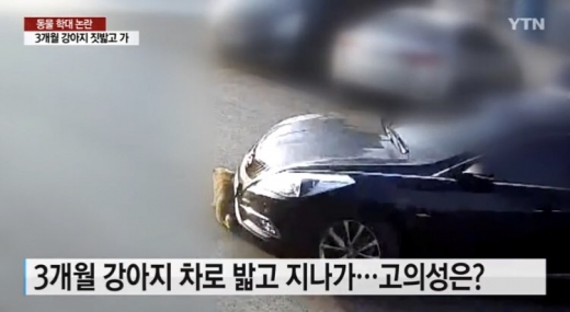 강아지. 충남 아산. /사진=YTN 뉴스 화면 캡처