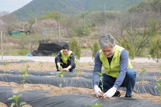 홍재은 농협생명 대표가 지난 24일 경기 여주시 강천면 도전4리 마을을 찾아 일손을 돕고 있다. / 사진=NH농협생명