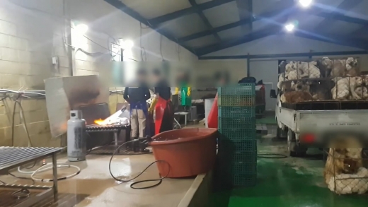 ▲ 지난 3월 경기도특사경 동물보호법 위법현장 적발 사진. / 사진=김동우 기자