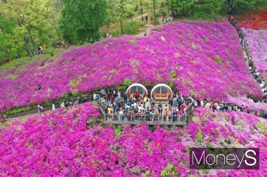 가까운 철쭉명소, 하늘에서 봤더니…