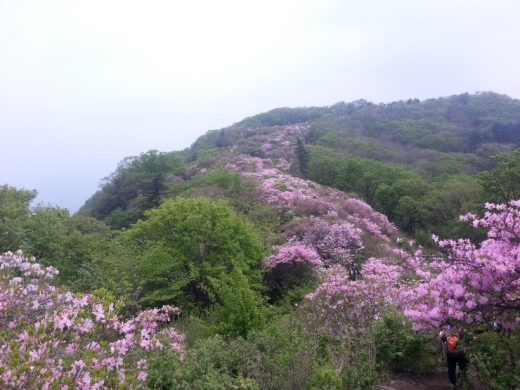 매년 5월에는 경기도에서 운영하는 축령산자연휴양림 내 서리산(832m) 정상부근 1만3천㎡의 면적에 높이 3~5m, 나이 50~90년생의 연분홍색 철쭉 1만여 그루가 한반도 모양으로 군락을 이루어 장관을 연출한다. / 사진=블로그 캡처