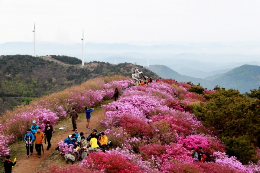 아름다운 철쭉과 진달래꽃이 만발해 어우러진 의령 ‘한우산 철쭉제’ 전경/사진제공=의령군청 제광모 주무관