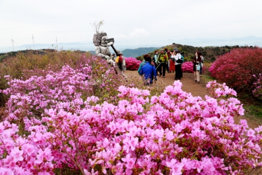 ‘철쭉과 진달래'가 만발한 의령 한우산 철쭉제/사진제공=의령군청 제광모 주무관 