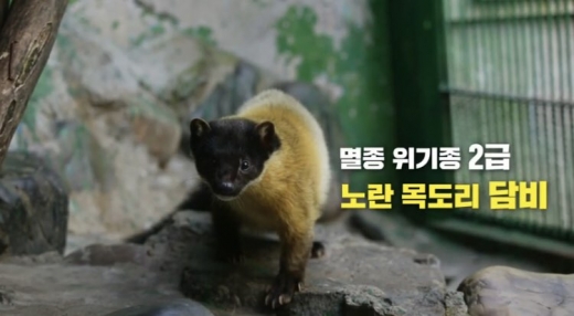 담비. 최근 전라북도 전주시에서 산림생태계 최상위 포식자로 알려진 담비가 포착되면서 누리꾼들 사이에 담비에 대한 관심이 쏠리고 있다. /사진=쉐어앤케어 유튜브 영상 화면 캡처