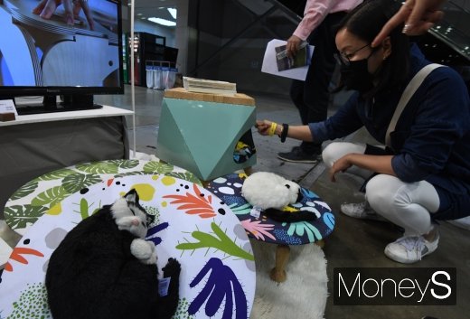 [머니S포토] 고양이들을 위한 휴식 공간