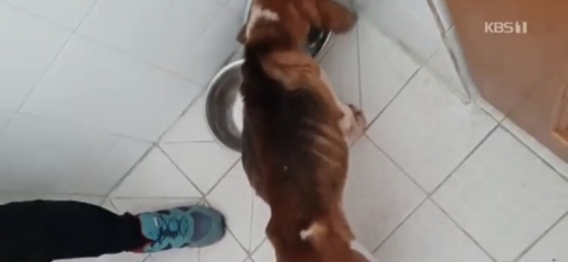 서울대 복제견 ‘메이’ 사망 사건에 대한 진상조사 결과 사육관리사의 동물 학대 정황이 드러났다. /사진=KBS 뉴스 방송 화면 캡처