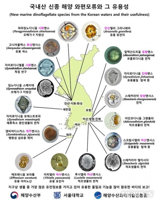 인간 100배 유전자 정보. 인간의 약 100배에 이르는 유전자 정보를 가진 해양 와편모류 신종이 발견됐다. /사진=뉴시스(해양수산부 제공)
