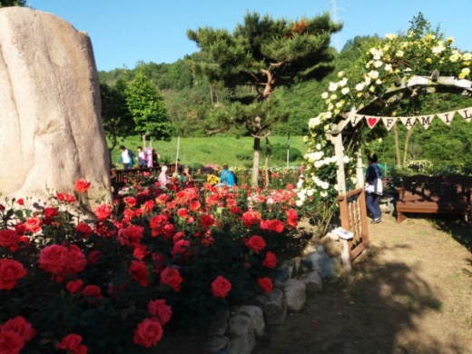 지난해 산청 천하태평장미농원 장미축제 전경/사진제공=산청군 