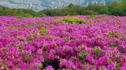 김해 신어산 철쭉./사진제공=김해시