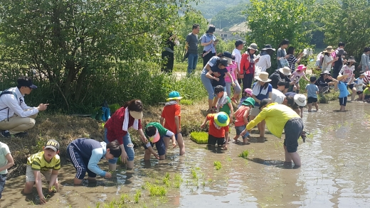 ▲ 지난해 5월 양평군 용문면 화전마을에서 진행한 모내기 체험 행사. / 사진제공=성남시
