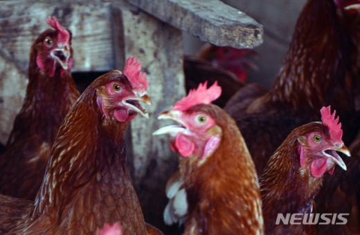 닭. /사진=뉴시스