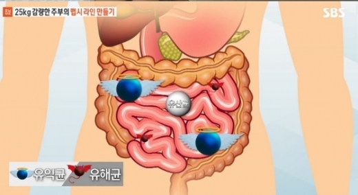 프롤린유산균. /사진=SBS 모닝와이드 캡처
