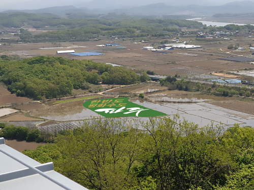 파주시, ‘평화를 심는 DMZ 모내기’. / 사진제공=파주시 