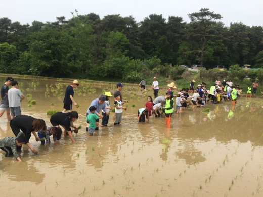칠보산 개구리논에서 손 모내기 체험. / 사진제공=수원시
