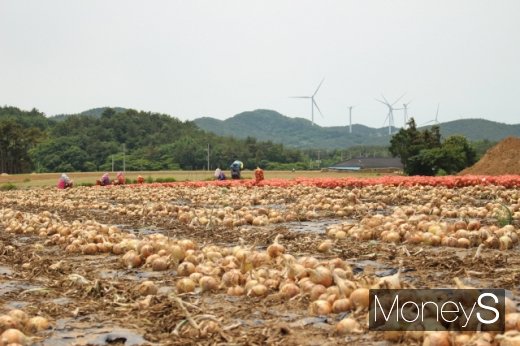 자은도의 제철 특산물인 양파 수확이 한창이다. 오른쪽 산 너머 외기해변의 풍력발전기가 보인다. /사진=박정웅 기자