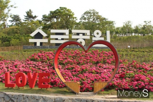 200만송이 수국꽃이 활짝 핀 도초 수국공원. /사진=박정웅 기자