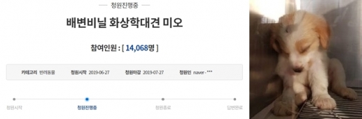 화상학대견 미오. /사진=청와대 국민청원 홈페이지 캡처, 머니투데이     