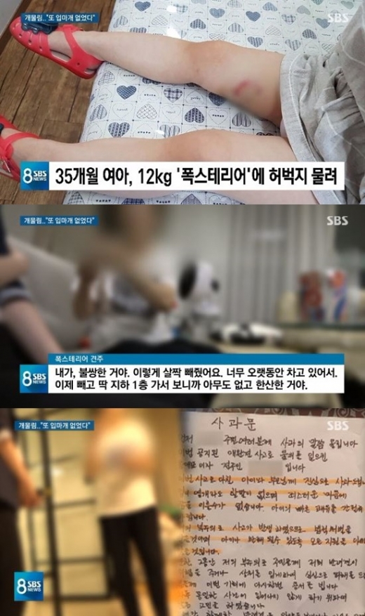 폭스테리어./사진=SBS 방송캡처