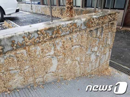 줄점불나방. /사진=뉴스1    